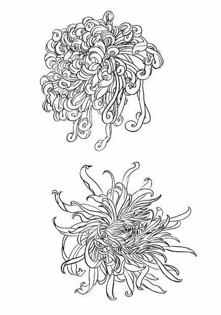 菊花白描工笔画图片大全,国画菊花鸟类白描教学视频