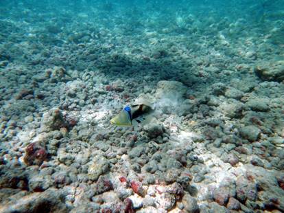 夏威夷深度游攻略,夏威夷恐龙湾浮潜视频