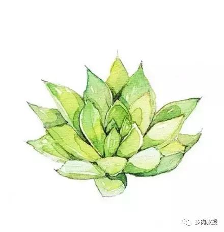 多肉的奇特之处,养的多肉长了蘑菇