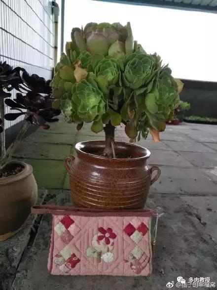 多肉的奇特之处,养的多肉长了蘑菇