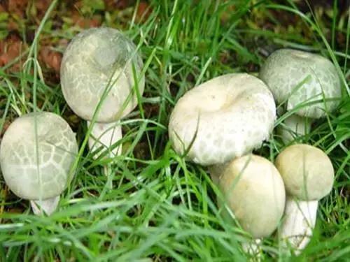 云南迎来“吃菌季”,今年云南吃菌季开始了吗