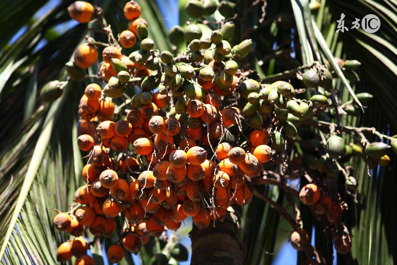 槟榔那么难吃为什么有很多人吃,槟榔那么难吃为什么还有人吃