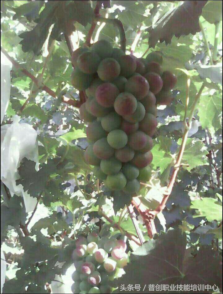 葡萄种植管理技术唐老师,如何管理葡萄才能高产的技术