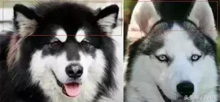 阿拉斯加头上三把火是窜的吗,阿拉斯加也有三把火是纯种吗