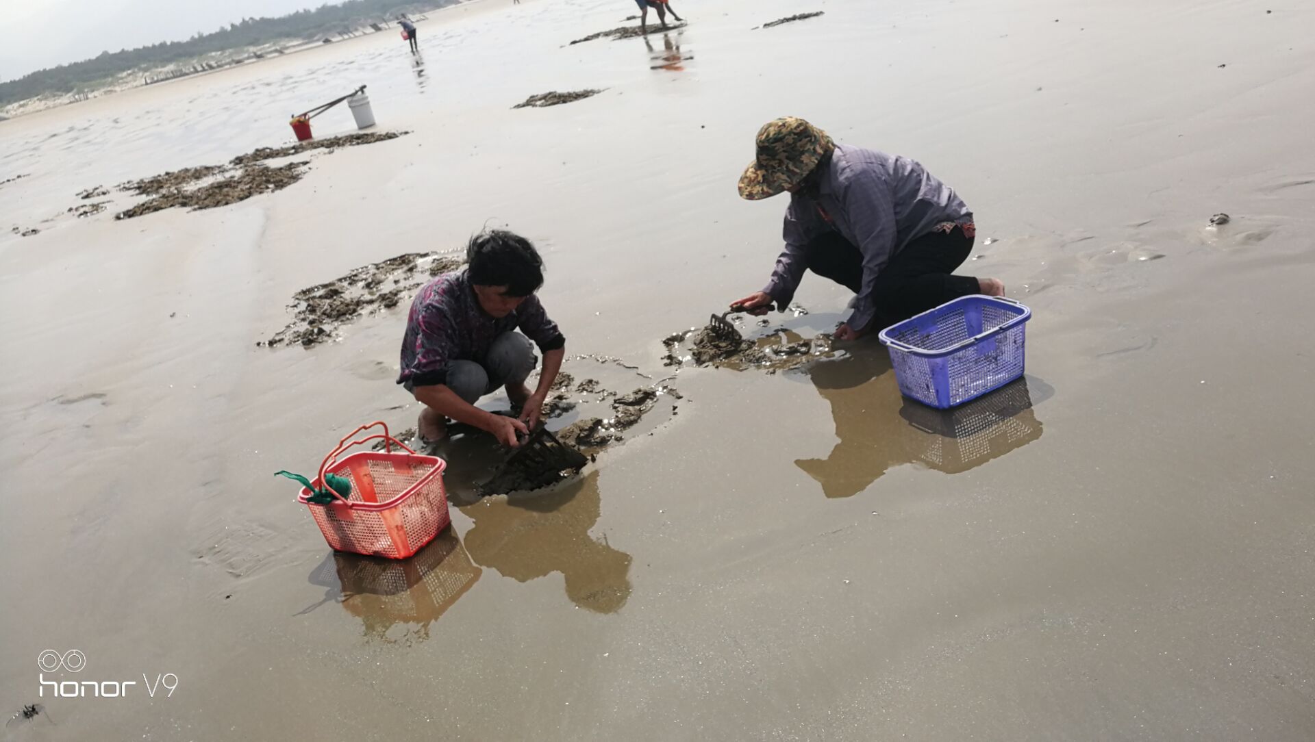 黄蛤怎么捕食,挖青蛤的正确方法视频