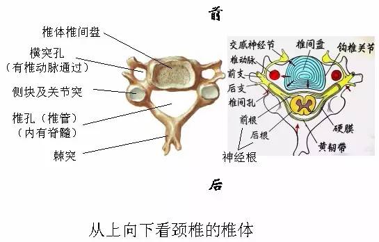 颈椎病分7种快来看看你是哪一类,颈椎病常见的这五种分型您了解吗