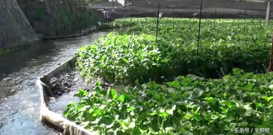 刺身中山葵酱好还是芥末好,山葵酱和芥末的区别是什么