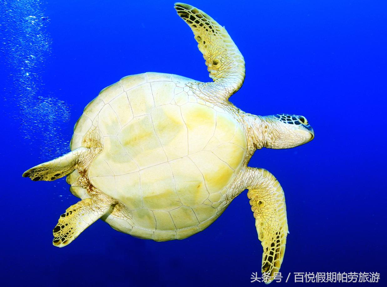 玳瑁：深蓝之下的独行者