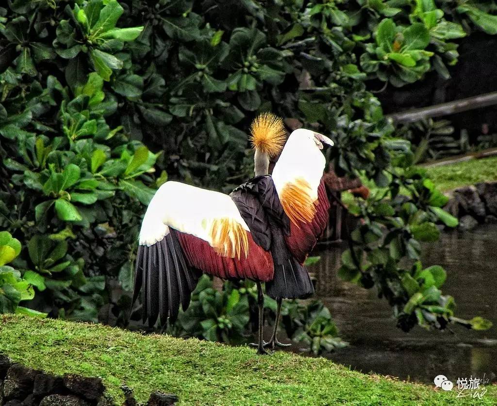 毛里求斯出境旅游攻略,刚去毛里求斯的人可以免签30天吗