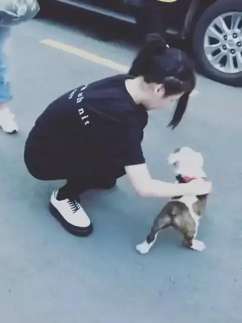 本山大叔赵本山,本山大叔和一猫一狗