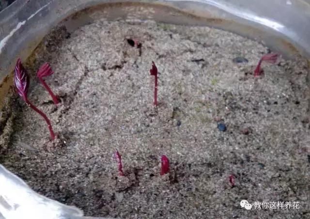 西瓜种子怎么育苗长得快,什么种子最好种长得快