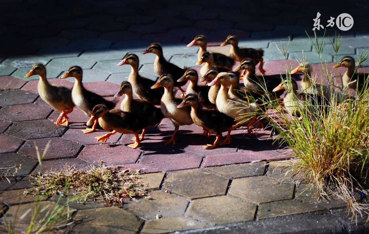 什么叫做凤凰男心态,凤凰男的10个性格特征