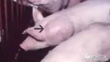 给猪打针起包怎么处理,怎样克服给猪打针的恐惧