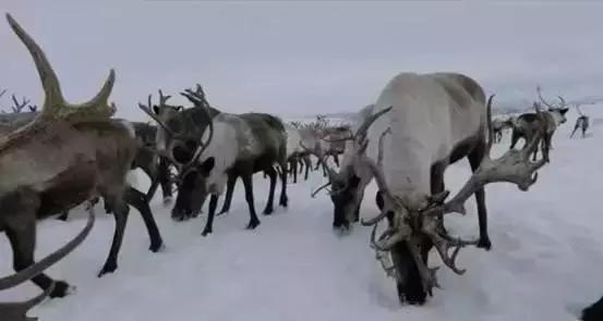 没看先给六颗星，中国人不敢干的事这对情侣全干了