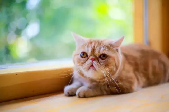 程两两｜扁脸超厉害的！