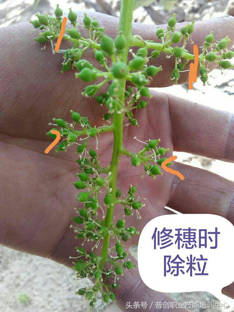 葡萄种植管理技术唐老师,如何管理葡萄才能高产的技术