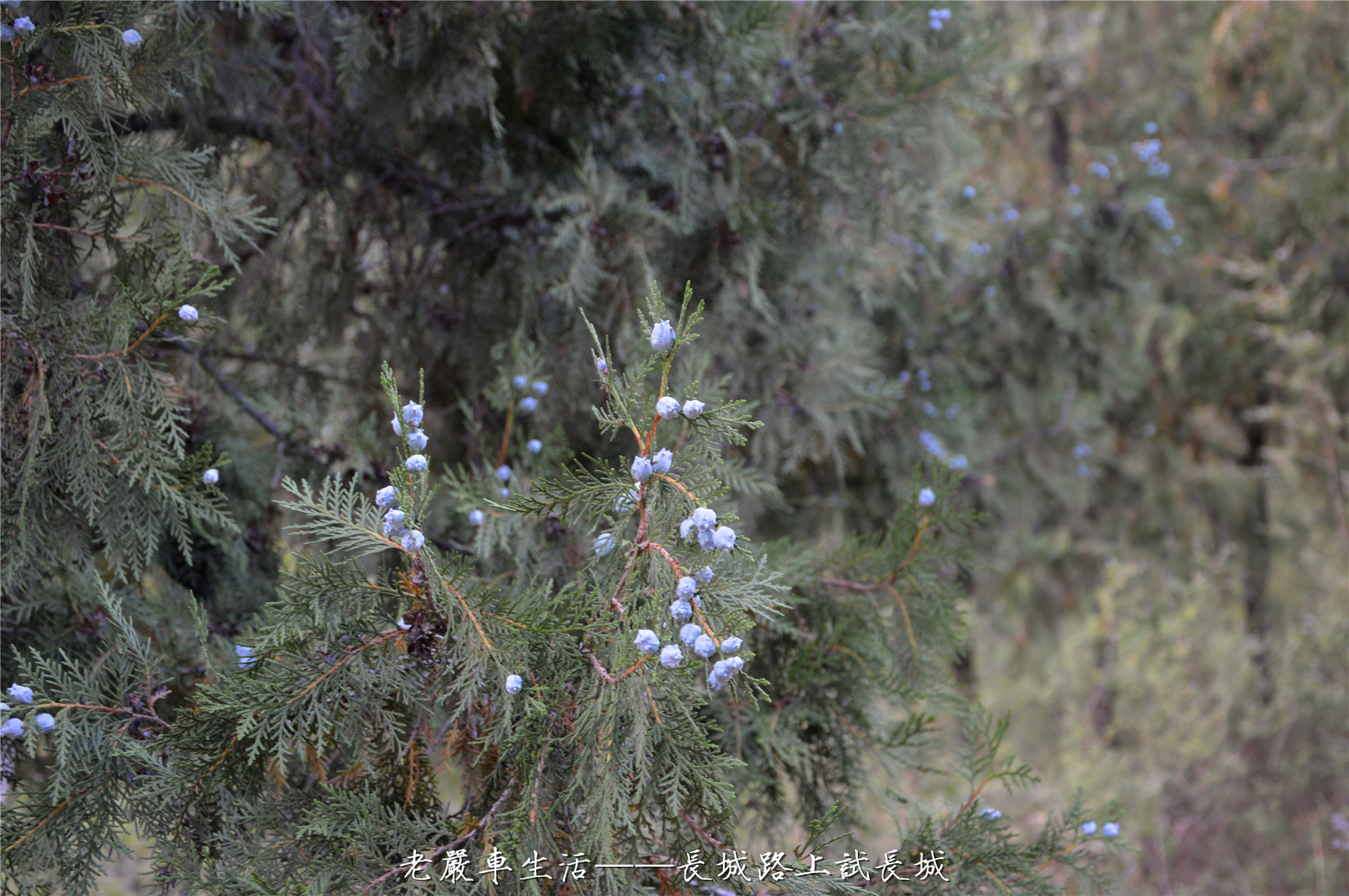 长城哈弗h62022款试驾视频,哈弗h61.3t排量汽车怎么样