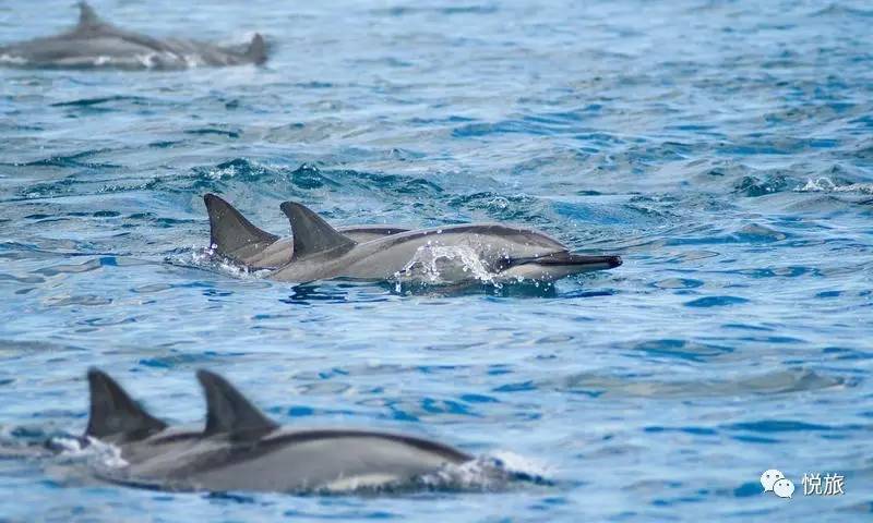 毛里求斯出境旅游攻略,刚去毛里求斯的人可以免签30天吗