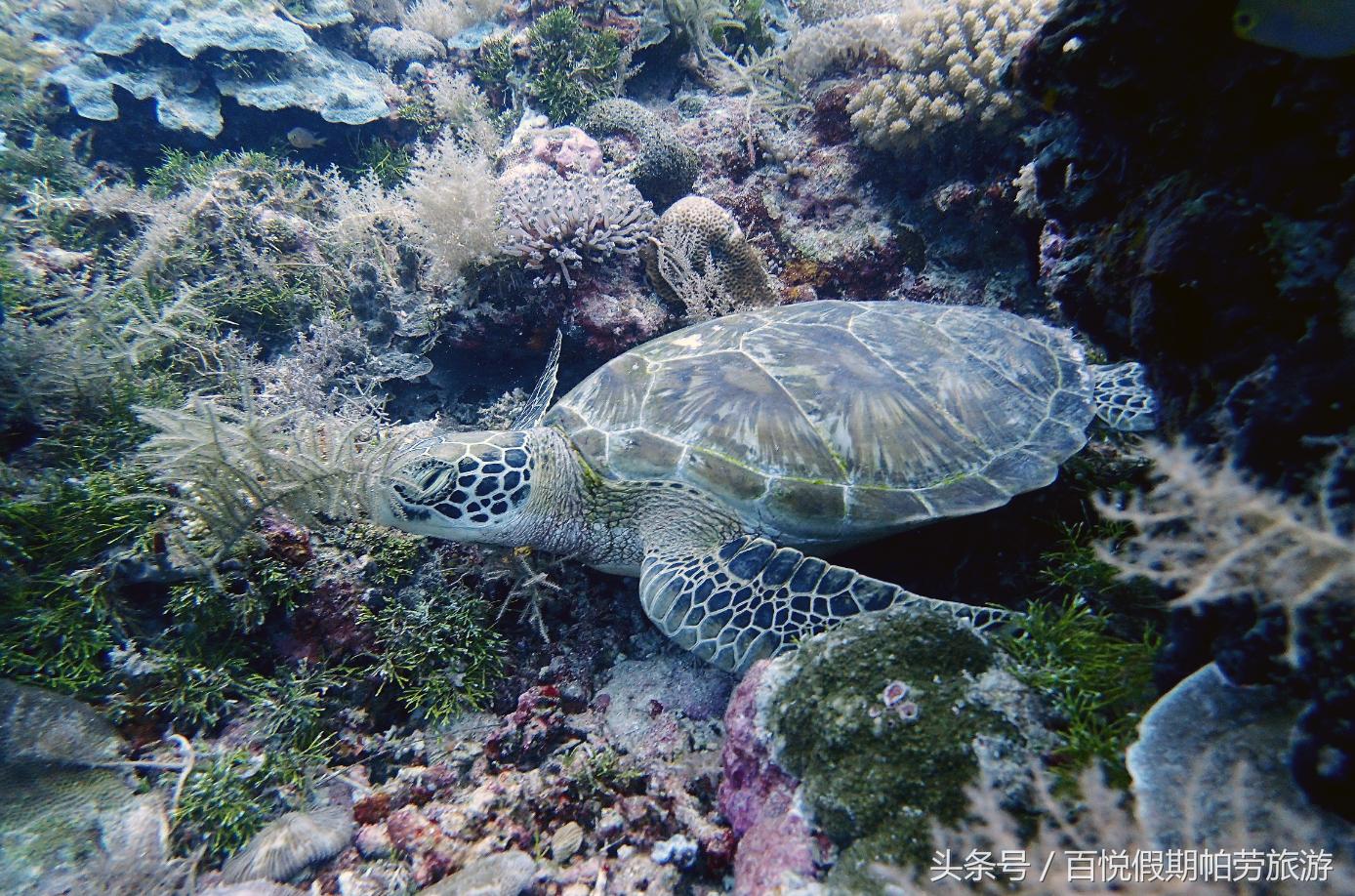 玳瑁：深蓝之下的独行者