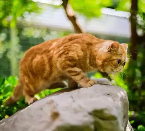 程两两｜扁脸超厉害的！