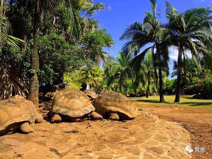 毛里求斯出境旅游攻略,刚去毛里求斯的人可以免签30天吗