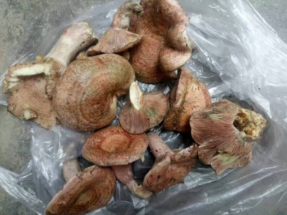 农村山里有什么特产,不起眼的农村土特产是什么