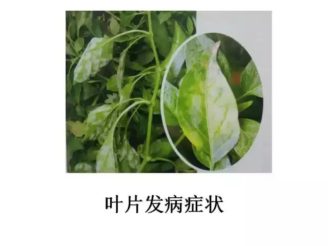 辣椒卷叶病虫害图谱及防治方案,辣椒病虫害大全