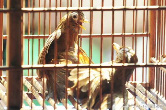 画眉鸟怎样才能大叫,画眉鸟的介绍简短又详细