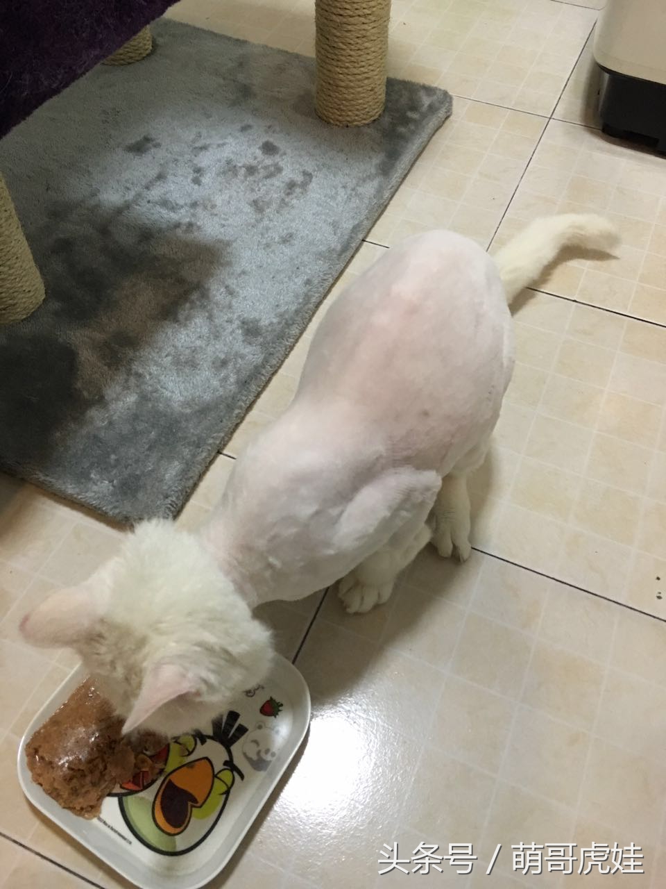 猫咪被剃毛的搞笑样子,被剃毛后的猫咪有多搞笑