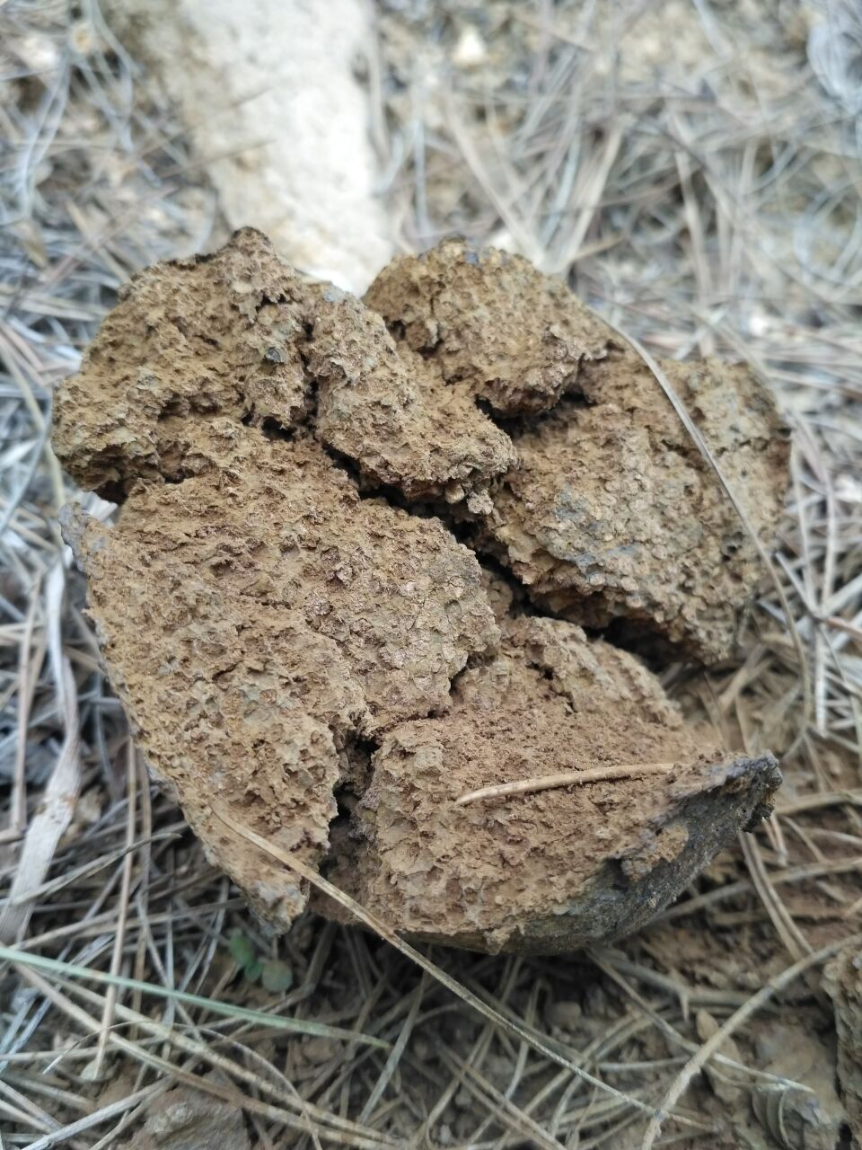 农村山里有什么特产,不起眼的农村土特产是什么