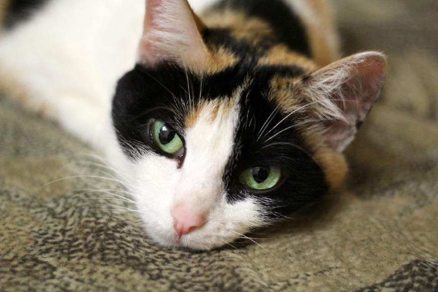 什么是猫咪葡萄眼,什么是猫咪的泪痕