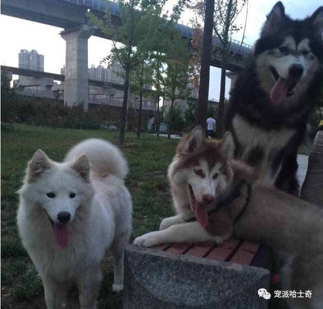 厉害了，竟然同时养了哈士奇和萨摩耶！貌似经常打架啊！