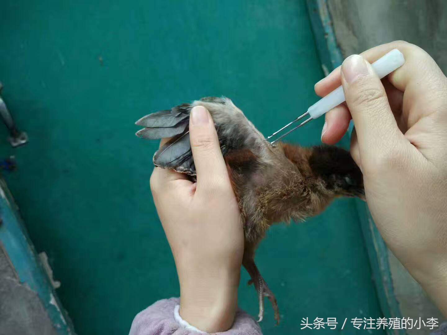 一只蚊子影响一座城,一只蚊子带来的灾难