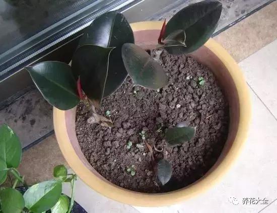 能驱虫的花,什么花养在家里可以净化空气