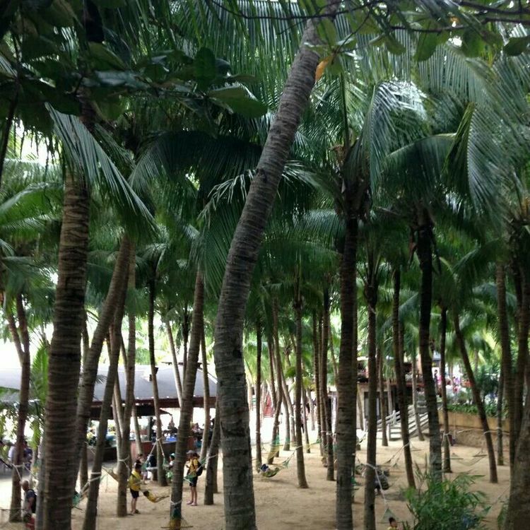 海南旅行三亚旅游攻略,海南三亚夫妻结伴旅行