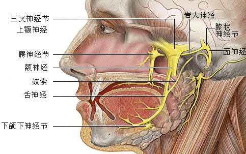 咬舌头是病，得治！反复咬伤会增加舌癌风险，如何预防舌癌