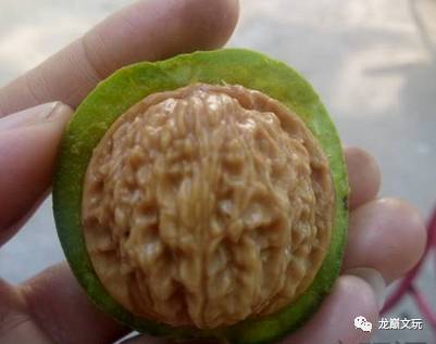 核桃盘出玛瑙红技巧,怎样看出核桃是否能盘红