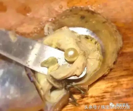 真正的野生珍珠图片,野生珍珠贵吗