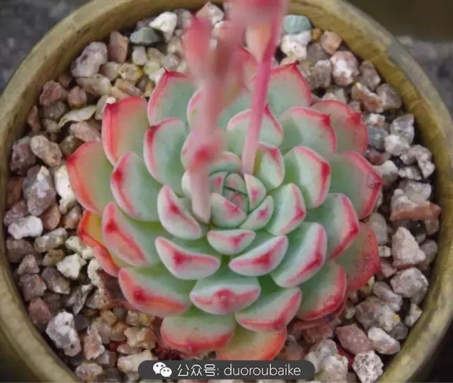 大浙江的多肉也来拉仇恨咯！即使淋雨也不褪色！我有妙招！