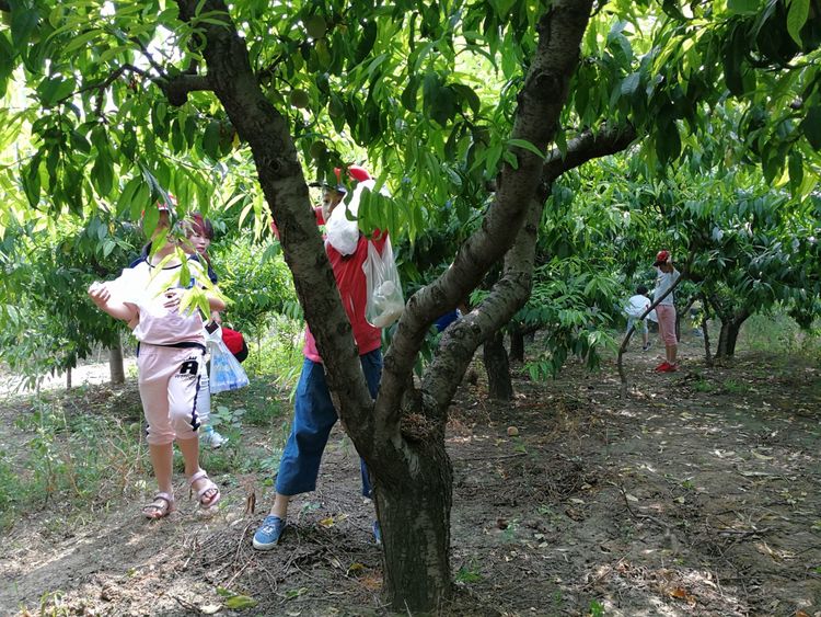 暑假桃源一日游,荥阳高村沐恩生态园