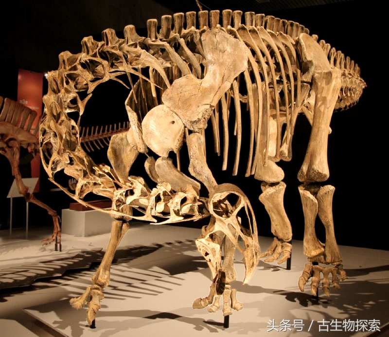 尼日尔龙:恐龙中的吸尘器