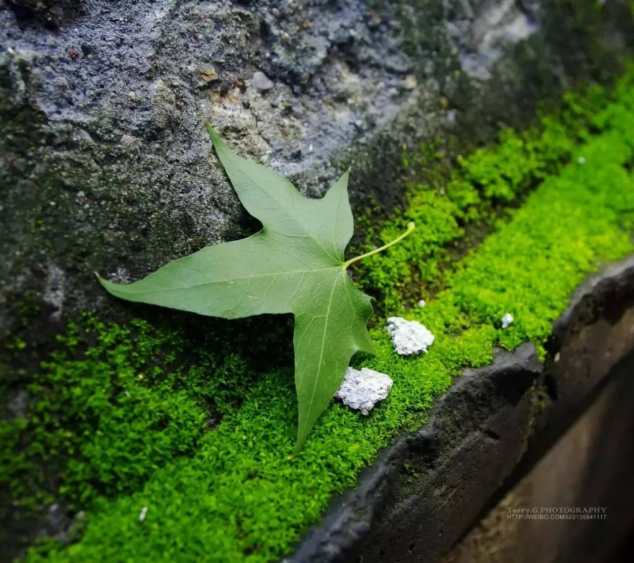 酵素如何改善土壤,酵素调节土壤酸碱度