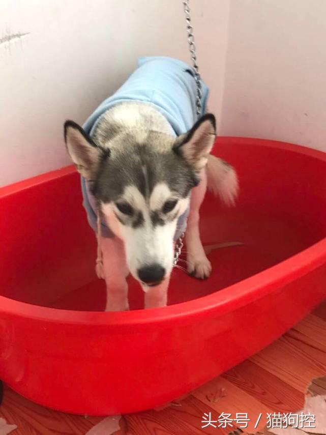 哈士奇为什么拉稀屎,哈士奇吃了米饭拉稀