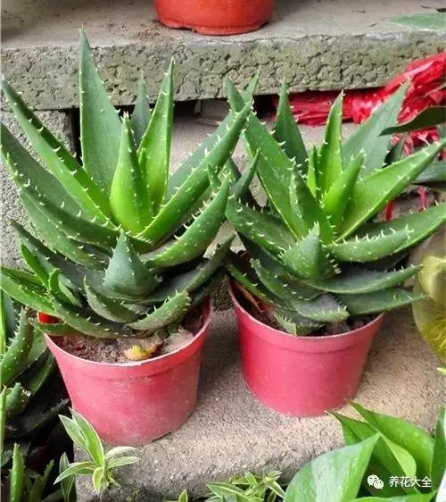 能驱虫的花,什么花养在家里可以净化空气