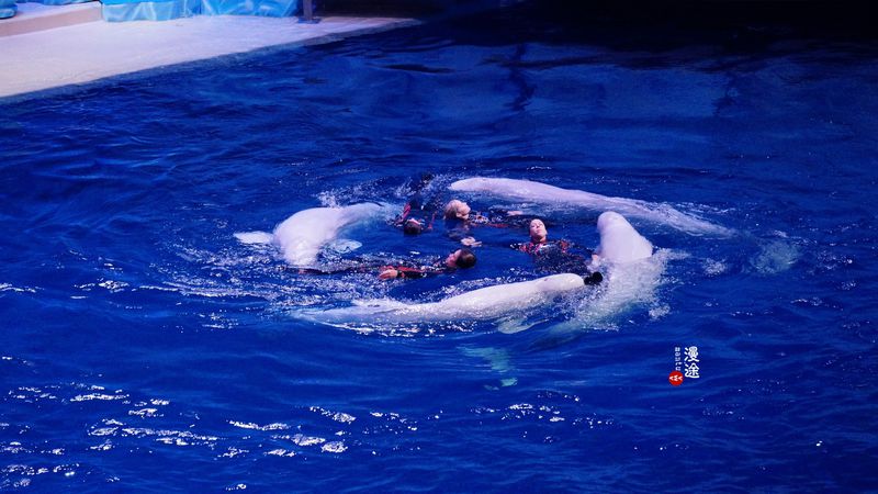 长隆亲子两大两小旅游攻略,珠海长隆横琴湾酒店亲子攻略