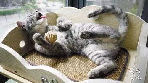 怎么去除房间的猫屎气味,房间内有猫味儿怎么消除