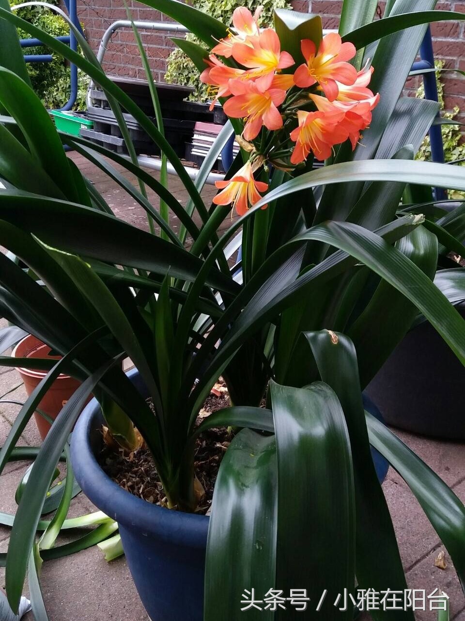 怎么用树叶沤制养花的肥土,一个养花的好方法特别简单