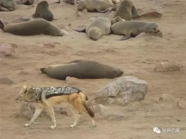 扛过枪、渡过江、下过乡的60岁“中国大妈”如何在花甲之龄闯非洲！｜