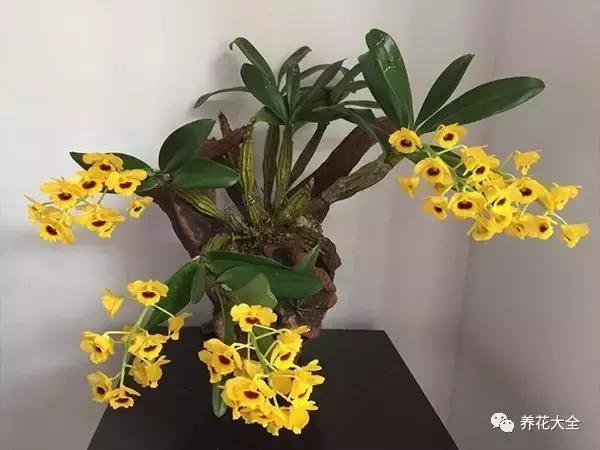 夏季发财树一般多少天浇水一次 (夏季多肉晴天浇水还是雨天浇水)