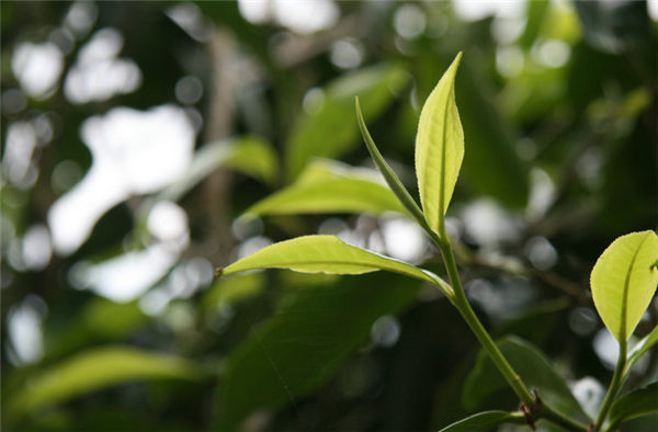 南糯山台地普洱茶怎样,普洱南糯山04年古树茶价格表
